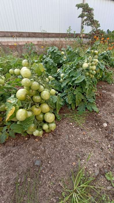 Фотография покупателя товара Семена Томат "Синичка", очень ранний, детерминантный,низкорослый, 0,05 г - Фото 15