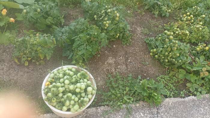 Фотография покупателя товара Семена Томат "Синичка", очень ранний, детерминантный,низкорослый, 0,05 г - Фото 12