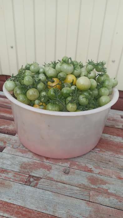 Фотография покупателя товара Семена Томат "Синичка", очень ранний, детерминантный,низкорослый, 0,05 г - Фото 14