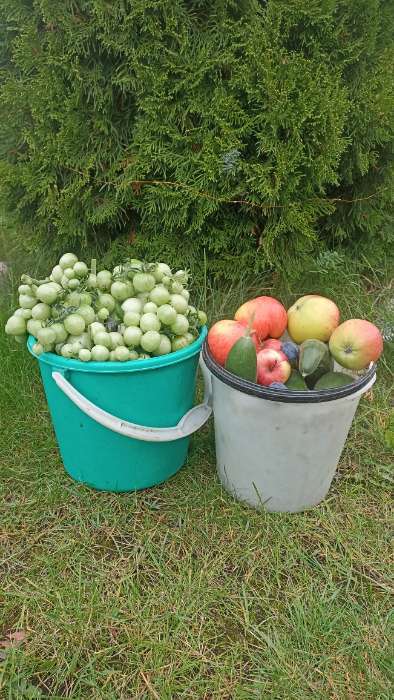 Фотография покупателя товара Семена Томат "Синичка", очень ранний, детерминантный,низкорослый, 0,05 г - Фото 13
