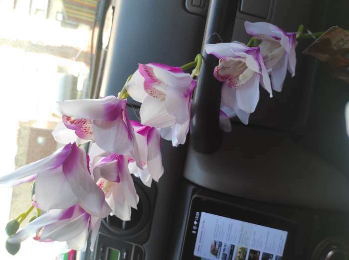 Фотография покупателя товара Цветы искусственные "Орхидея амабилис" 90 см, бело-сиреневый - Фото 2