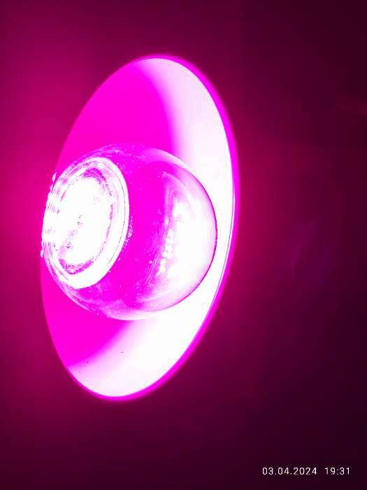 Фотография покупателя товара Фитолампа светодиодная Luazon, А60, E27, 12 Вт, IP44, 220 В, 270°, мультиспектральная - Фото 3