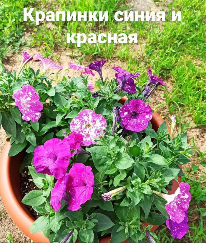 Фотография покупателя товара Семена цветов  Петуния Дот Стар "Андромеда", ц/п,  многоцветковая, F1, 5 шт - Фото 7