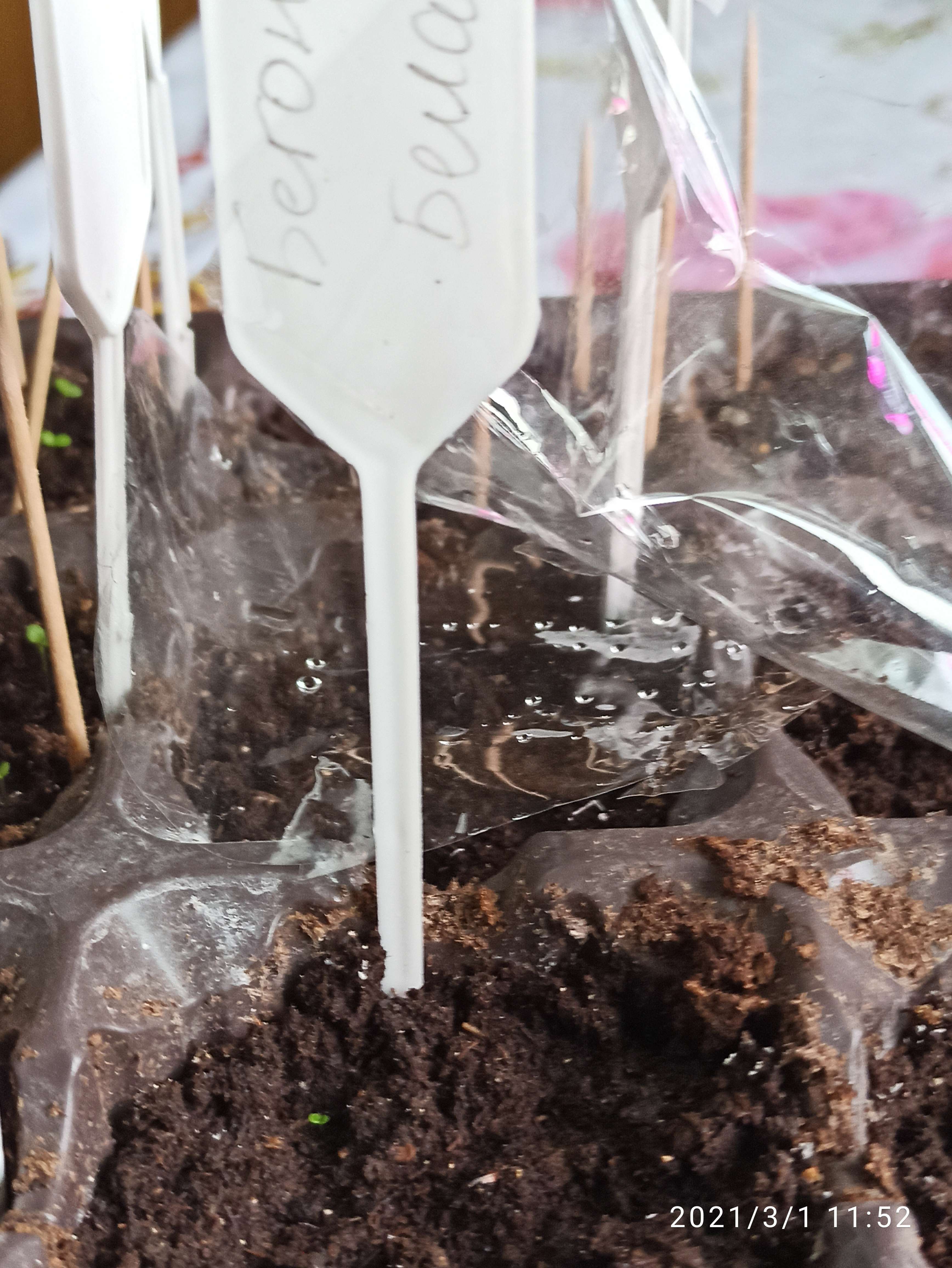 Фотография покупателя товара Семена цветов Бегония крупноцвет,клубневая  "Камелия", белая,   10 шт - Фото 1