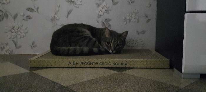 Фотография покупателя товара Домашняя когтеточка-лежанка для кошек, 56 × 30 см - Фото 24