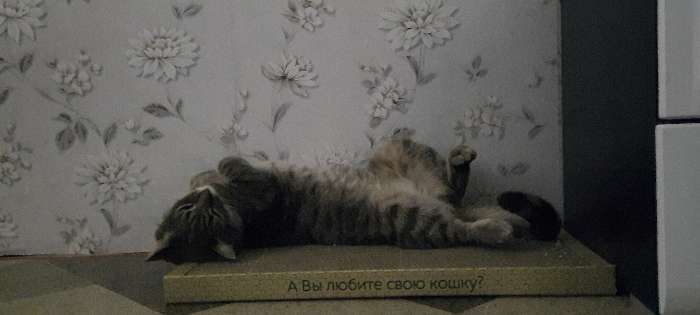 Фотография покупателя товара Домашняя когтеточка-лежанка для кошек, 56 × 30 см - Фото 25