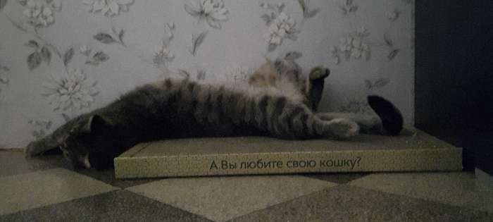 Фотография покупателя товара Домашняя когтеточка-лежанка для кошек, 56 × 30 см - Фото 27