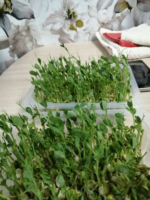 Фотография покупателя товара Семена Горох "Зеленый уголок", посевной, 1 кг - Фото 1