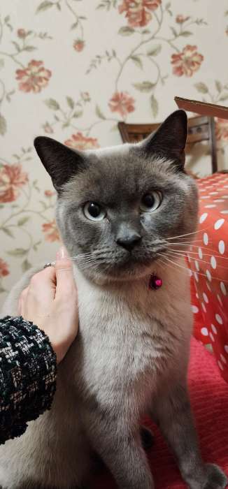 Фотография покупателя товара Ошейник «Яркие следы», 30×1 с, светящийся в темноте, люминесцентный, белый - Фото 1