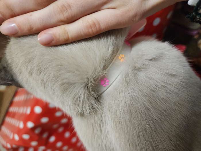 Фотография покупателя товара Ошейник «Яркие следы», 30×1 с, светящийся в темноте, люминесцентный, белый - Фото 2