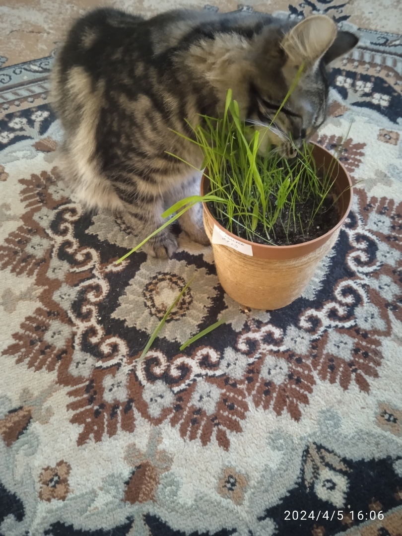 Фотография покупателя товара Семена Трава для кошек "Скакун", 10 г