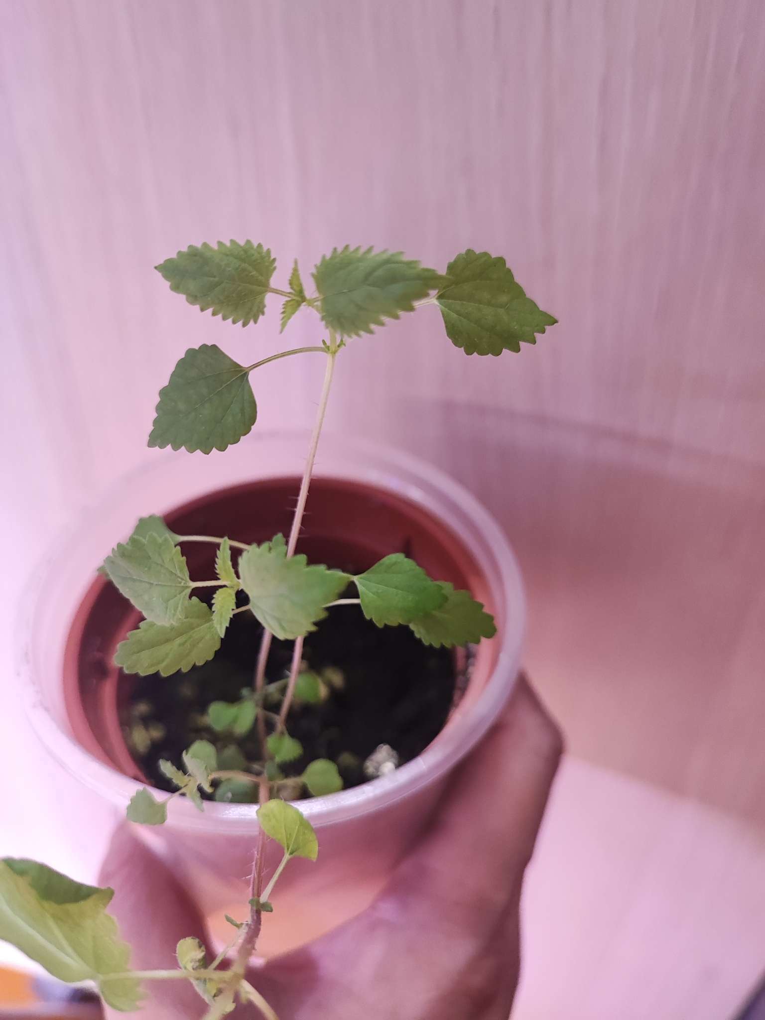 Фотография покупателя товара Семена Земляника «Тоскана», F1, 5 шт., ремонтантная, крупноплодная, «Уральский дачник» - Фото 4