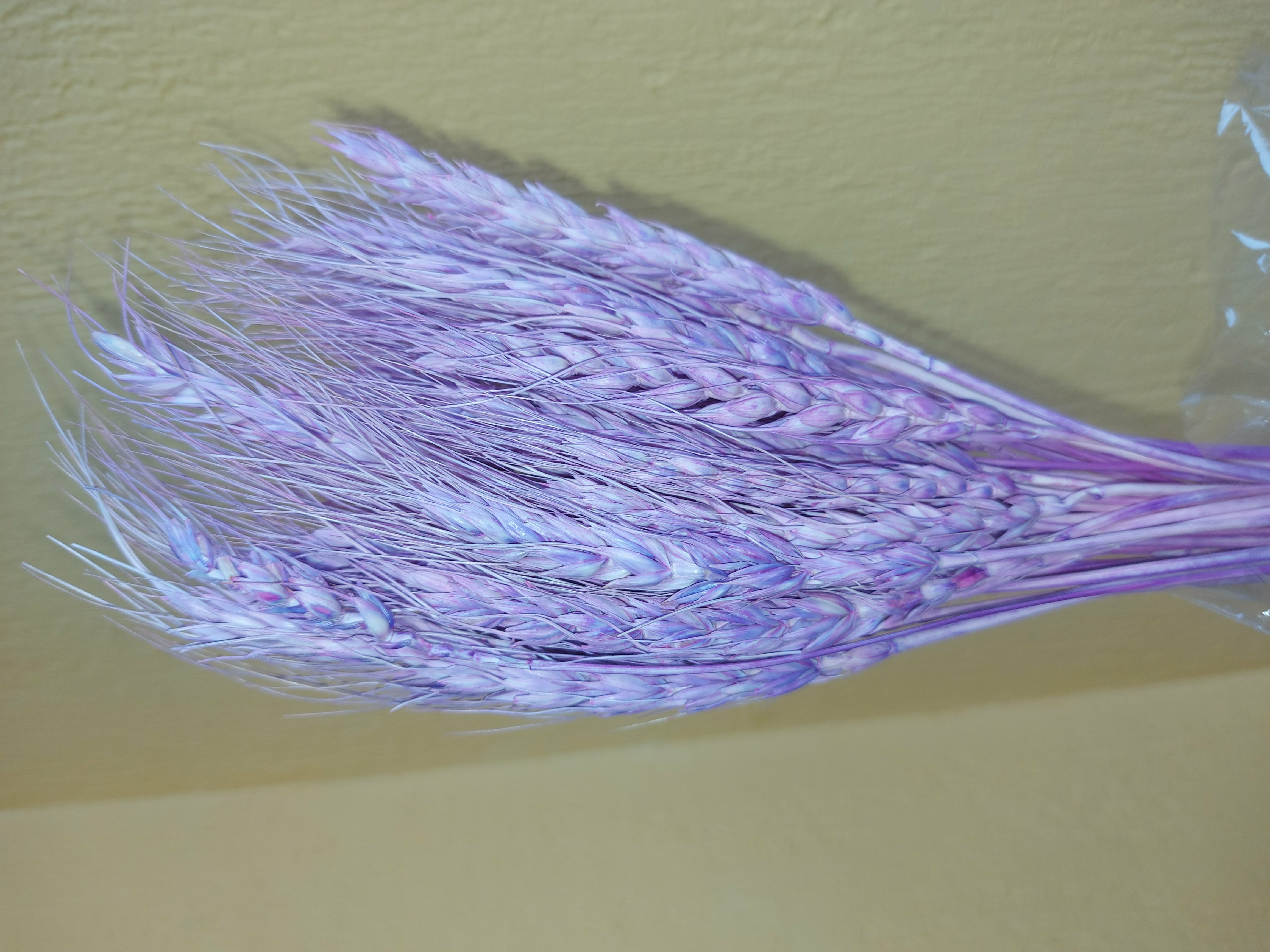Фотография покупателя товара Сухой колос пшеницы, набор 50 шт., цвет фиолетовый - Фото 13