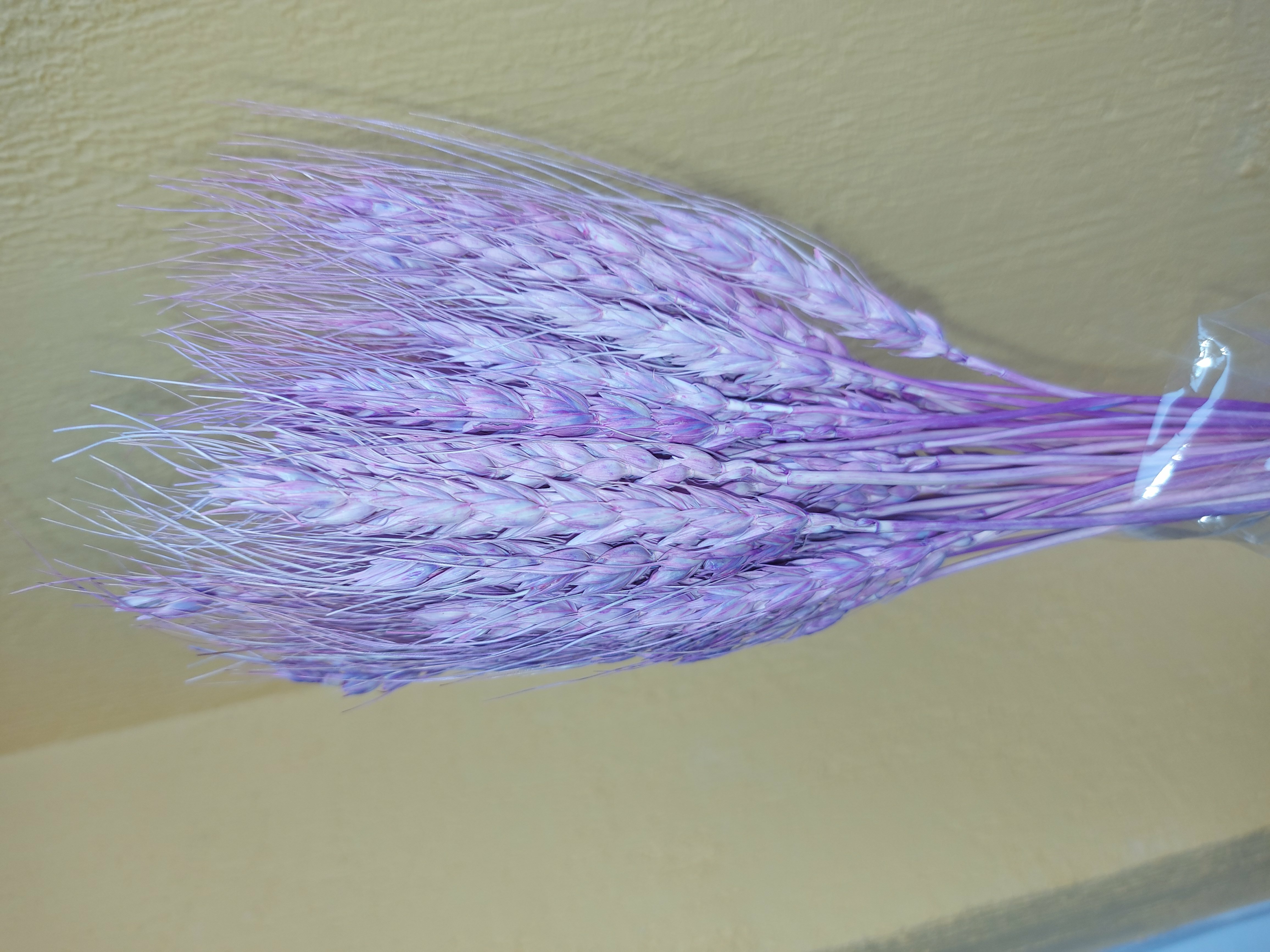 Фотография покупателя товара Сухой колос пшеницы, набор 50 шт., цвет фиолетовый
