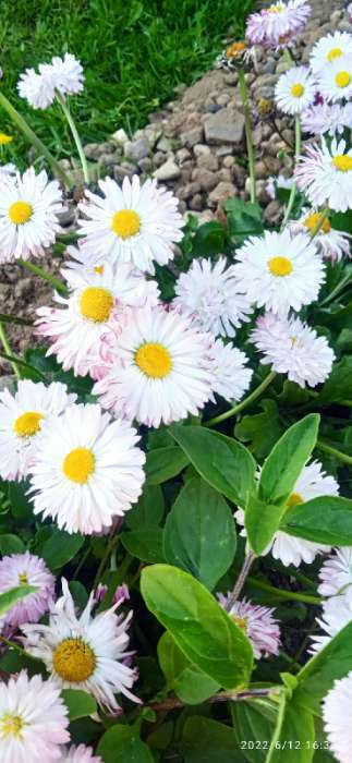 Фотография покупателя товара Семена цветов Маргаритка "Большой гвоздик", 0,05 г - Фото 1