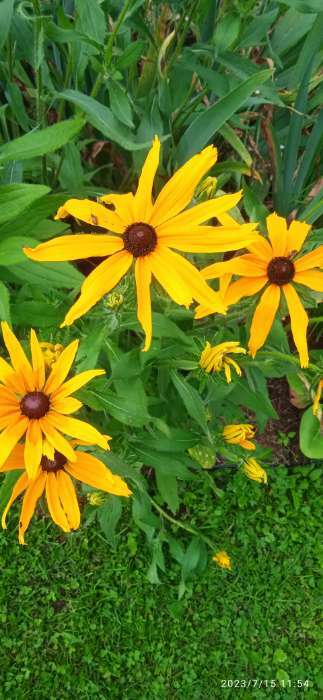 Фотография покупателя товара Семена цветов Рудбекия "Осенние цветы", 0,1 г - Фото 5