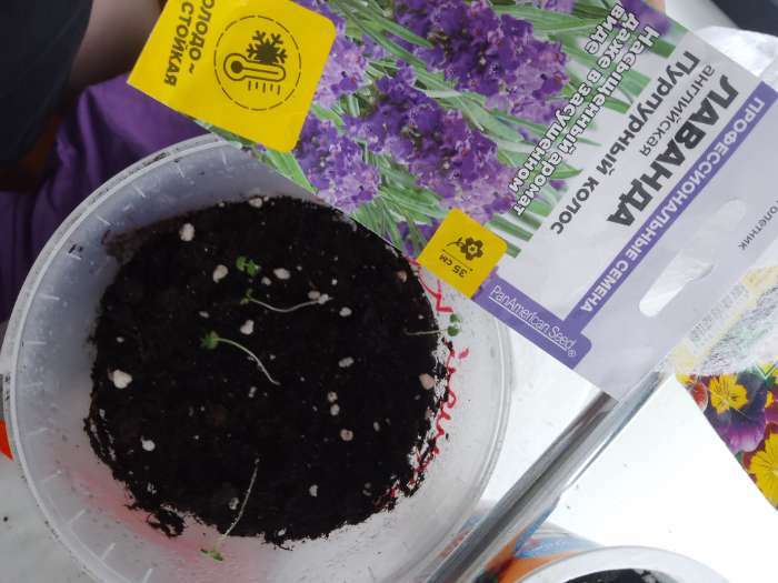 Фотография покупателя товара Семена цветов Лаванда "Пурпурный колос", узколистная, Сем. Алт, ц/п, 5 шт - Фото 1