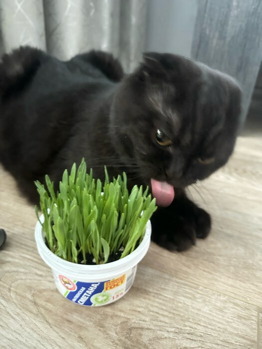 Фотография покупателя товара Семена Трава для кошек, 10 г - Фото 6