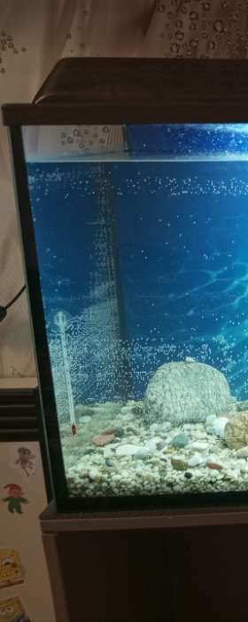 Фотография покупателя товара Термометр аквариумный на присоске длинный, 15 см