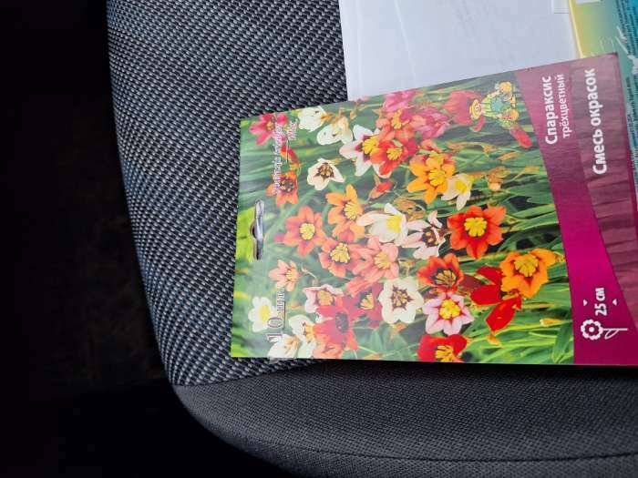 Фотография покупателя товара Спараксис трёхцветный Cмесь окрасок, 10 шт., р-р 5/+ - Фото 4