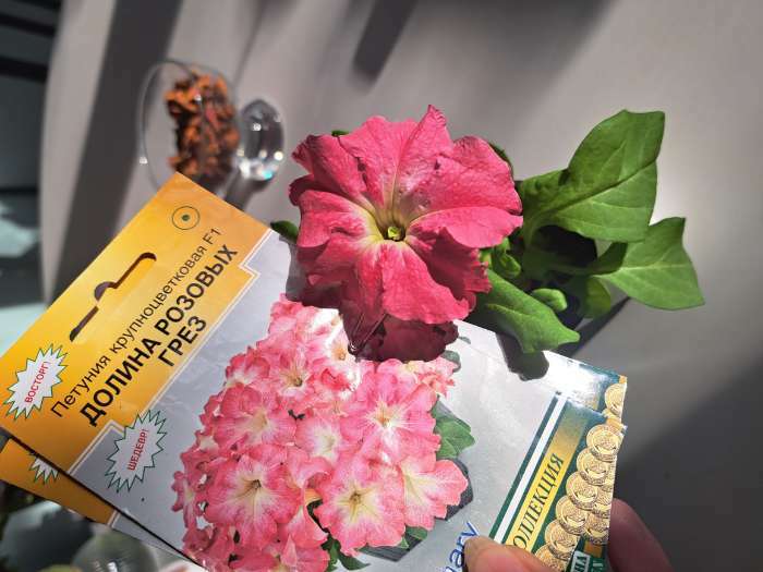 Фотография покупателя товара Семена цветов петуния крупноцветковая «Долина Розовых Грез F1», 10 драже - Фото 8