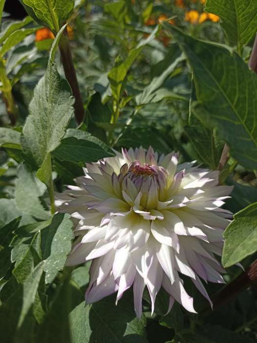 Фотография покупателя товара Георгина Декоративная «Крейзи Лав», клубелуковица в упаковке, р-р I, 1 шт. - Фото 95