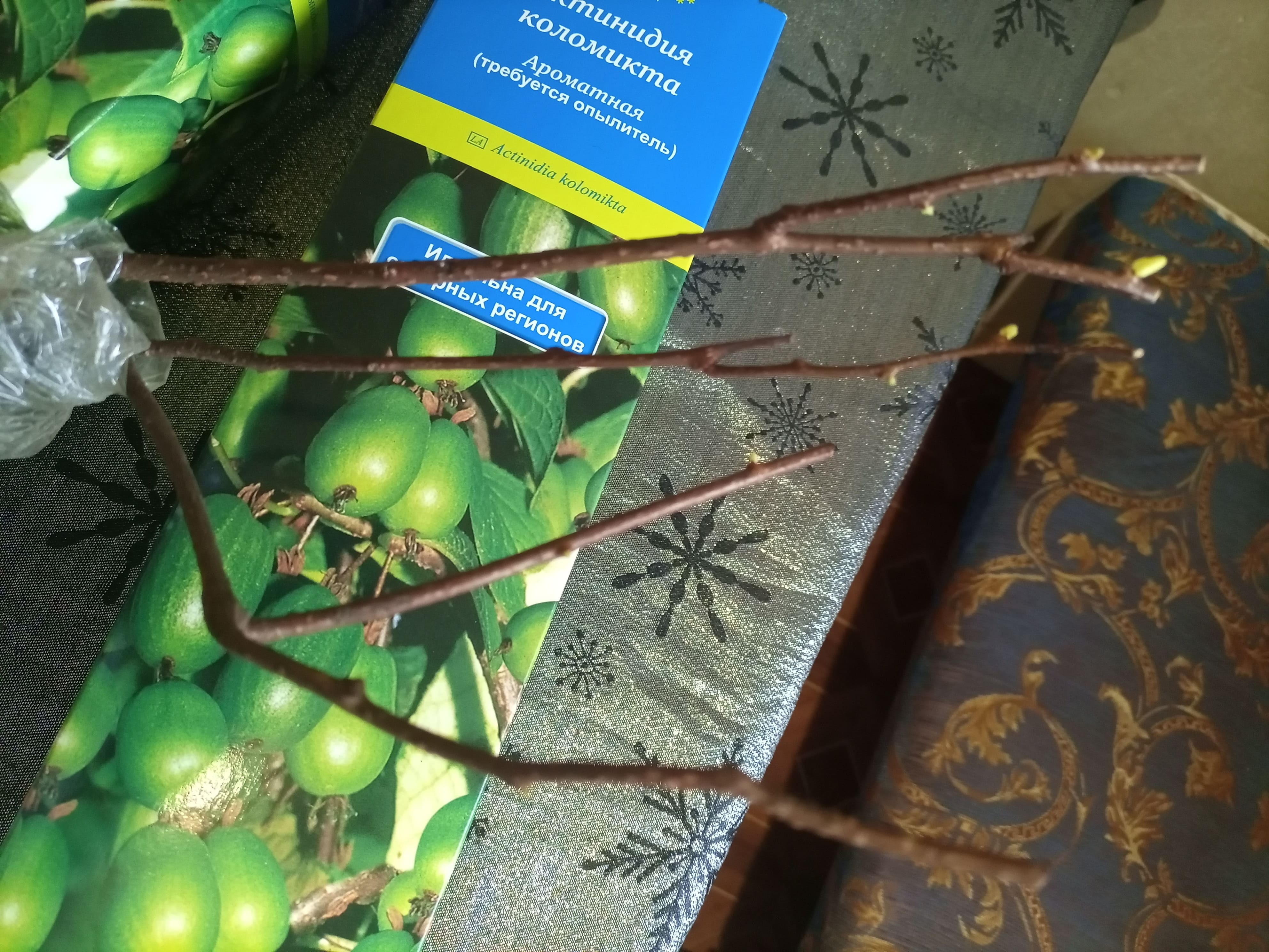 Фотография покупателя товара Актинидия гибридная Ароматная 1 шт., туба Весна 2026 - Фото 1