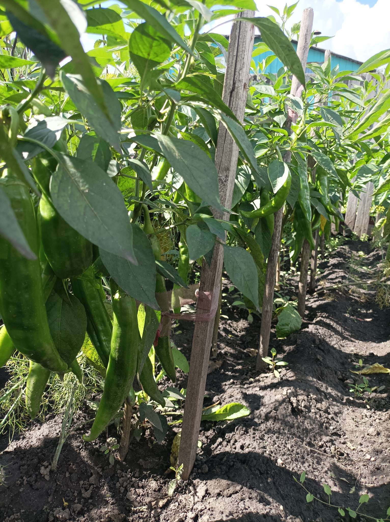 Фотография покупателя товара Семена Перец острый "Двойное изобилие", F1, 15 шт - Фото 5