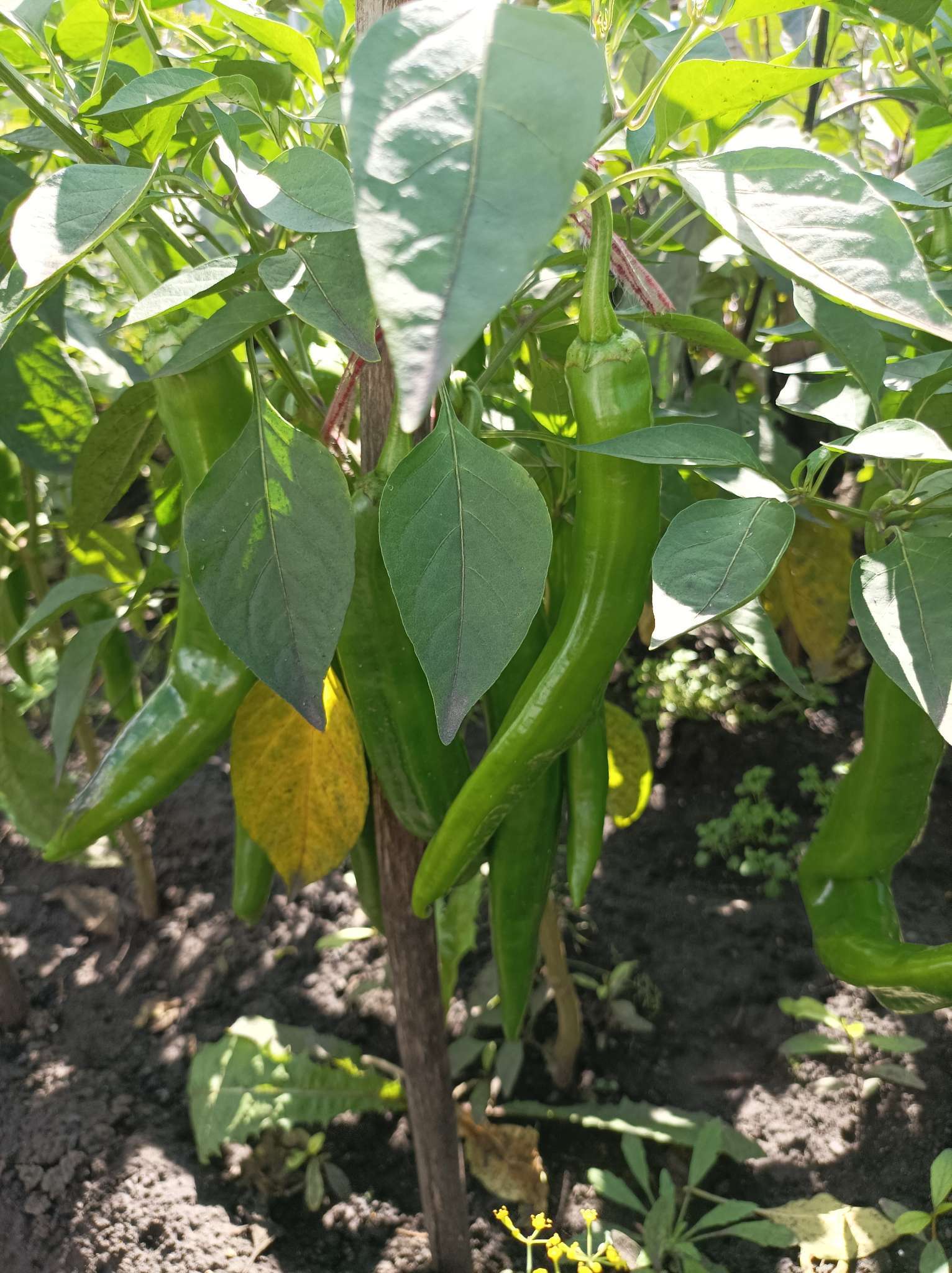 Фотография покупателя товара Семена Перец острый "Двойное изобилие", F1, 15 шт - Фото 6