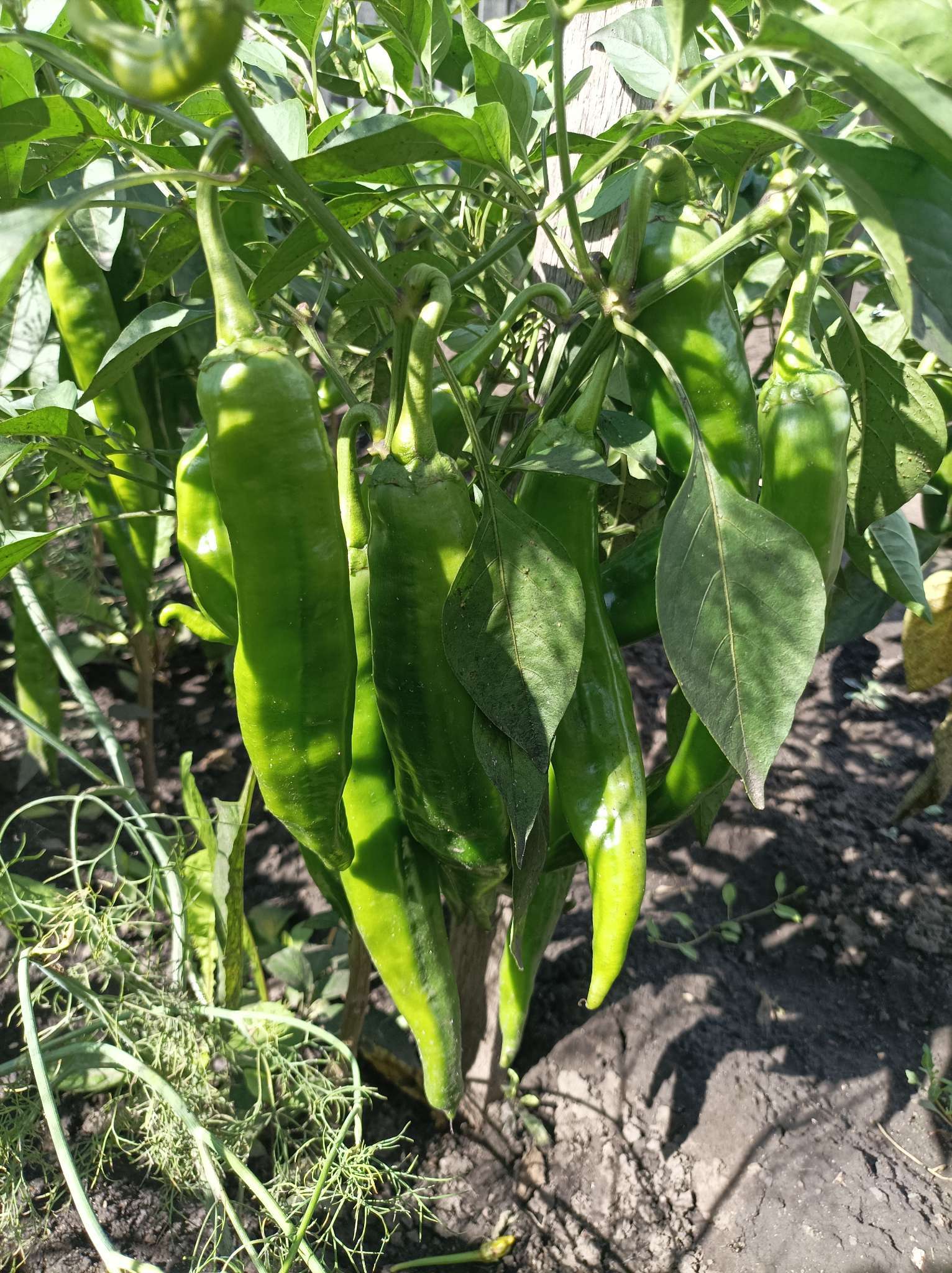 Фотография покупателя товара Семена Перец острый "Двойное изобилие", F1, 15 шт - Фото 7