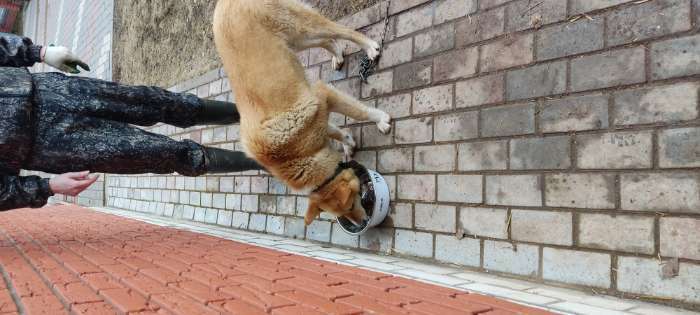 Фотография покупателя товара Миска металлическая для собаки «Моё пушистое счастье», 4 л, 28х9 см - Фото 1
