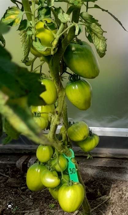 Фотография покупателя товара Семена томат «Сахарная Настасья», детерминантный, среднерослый, 0.05 г - Фото 1