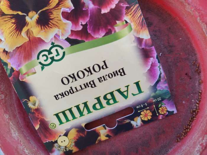 Фотография покупателя товара Семена цветов Виола "Рококо", виттрока, 0,05 г - Фото 2