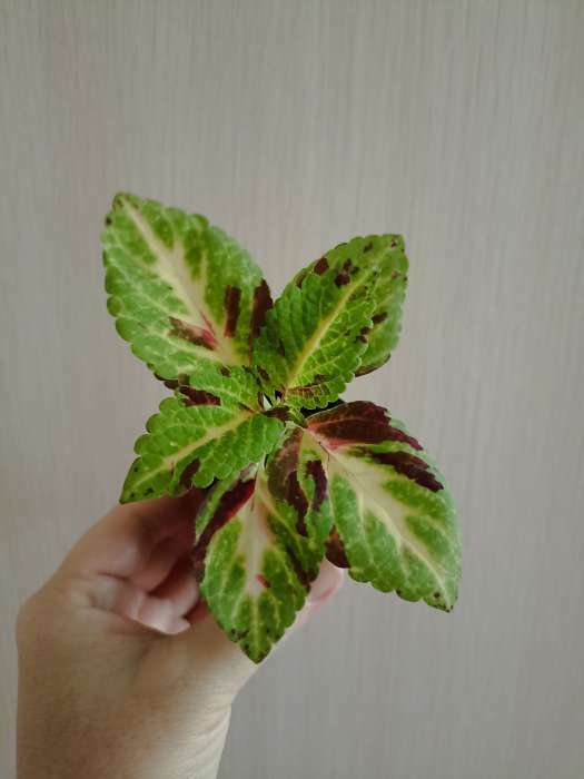 Фотография покупателя товара Семена цветов Колеус «Визард», мозаика, «Семена Алтая», цветной пакет, 5 шт. - Фото 7