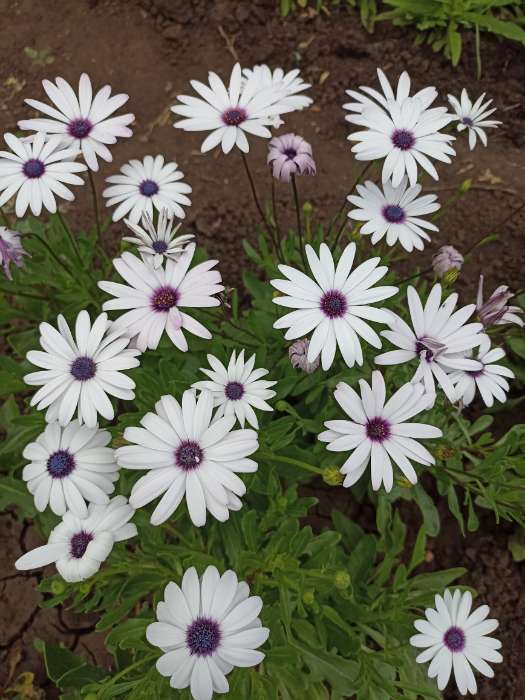 Фотография покупателя товара Семена цветов Остеоспермума "Небо и лед", смесь, О, 0,2г - Фото 4