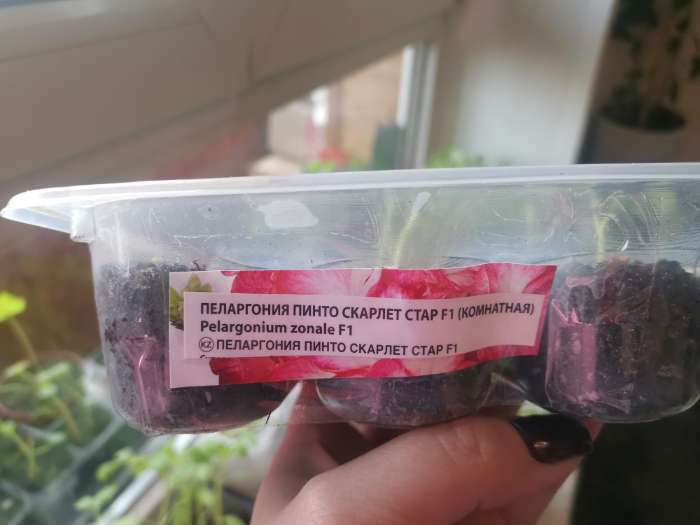 Фотография покупателя товара Семена цветов Пеларгония "Пинто Скарлет Стар", F1, 4 шт - Фото 5