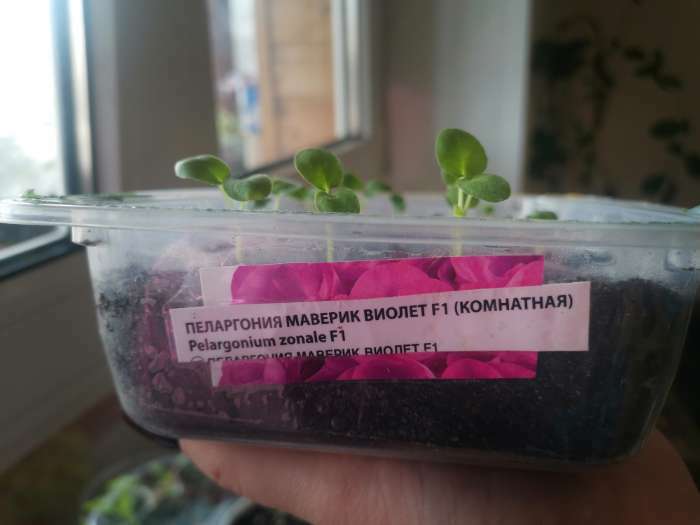 Фотография покупателя товара Семена комнатных цветов Пеларгония "Виолет", 4 шт. - Фото 3