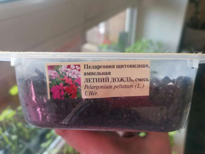 Фотография покупателя товара Семена цветов Пеларгония "Летний дождь", ампельная, смесь, 3 шт - Фото 2