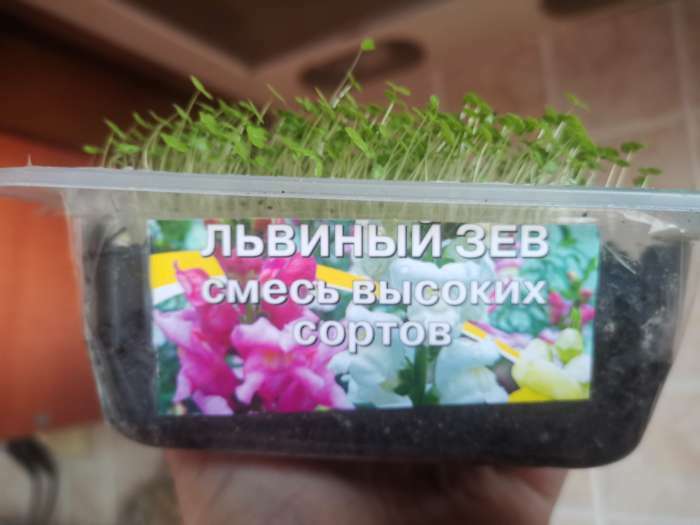 Фотография покупателя товара Семена цветов Львиный зев смесь высоких сортов, О, 0,1 г - Фото 2