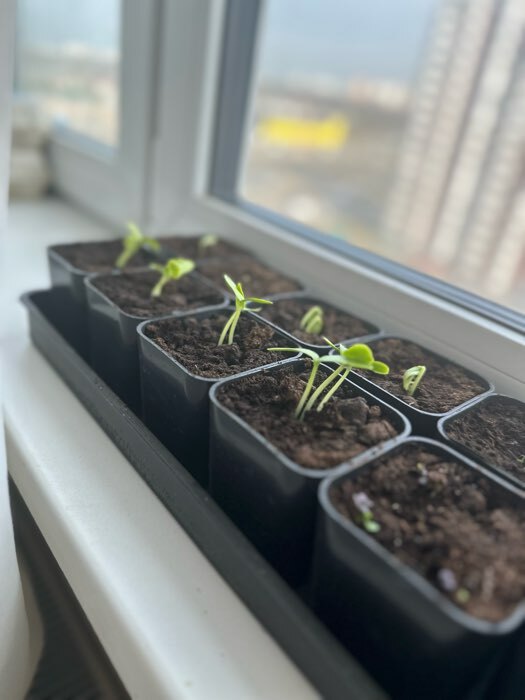 Фотография покупателя товара Грунт универсальный «Рецепты Дедушки Никиты» 10 л. - Фото 6