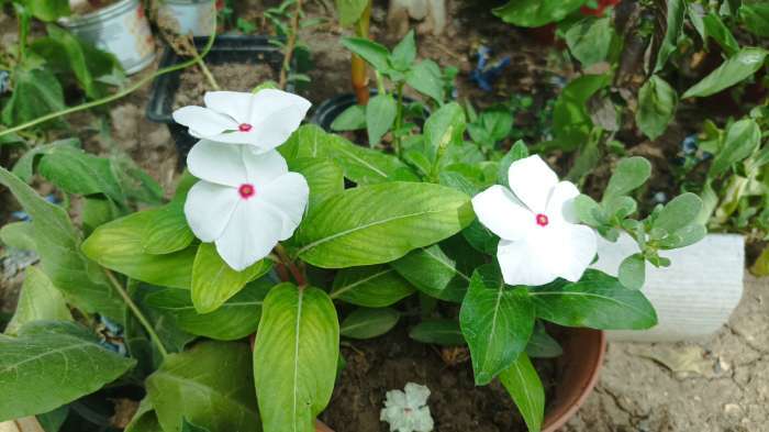 Фотография покупателя товара Семена цветов Катарантус Пацифика  "Полька Дот" 10 шт - Фото 3