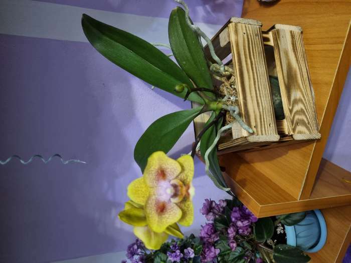 Фотография покупателя товара Кашпо деревянное 12×11×9 см "Однушка Лайт", двухреечное, обжиг Дарим Красиво - Фото 2