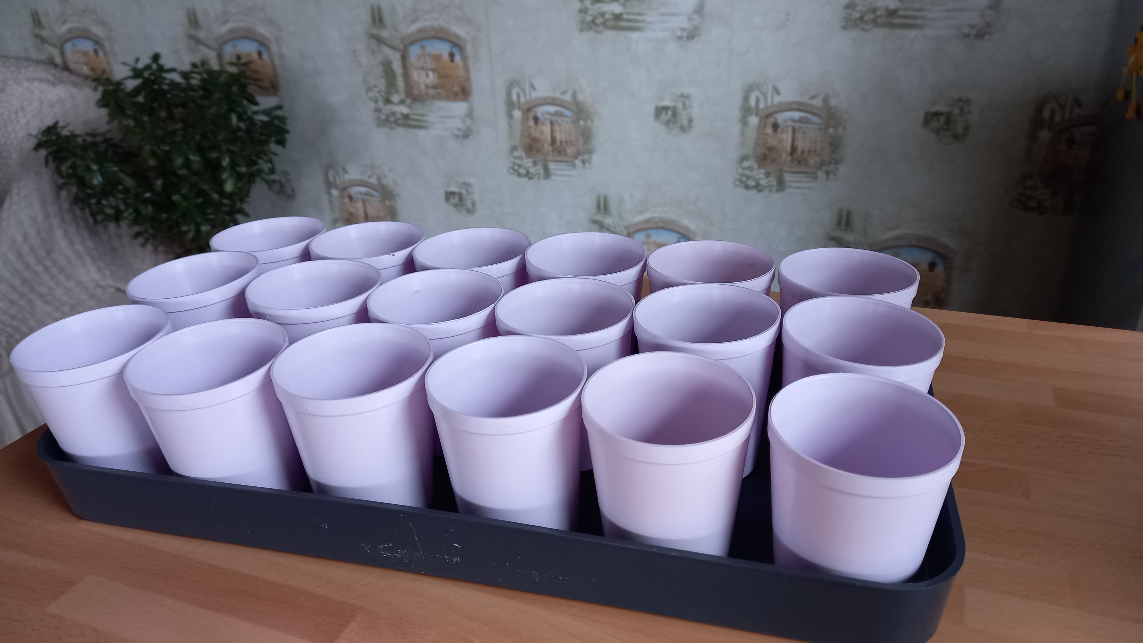 Фотография покупателя товара Набор для рассады: стаканы по 250 мл (18 шт.), поддон 40 × 20 см, цвет МИКС, Greengo - Фото 1