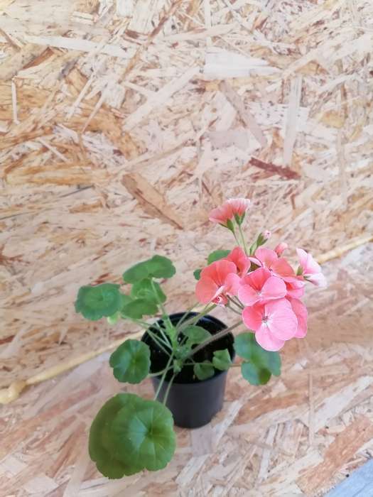 Фотография покупателя товара Семена цветов Пеларгония "Рафаэлла", персиковая, F1, 5 шт - Фото 4