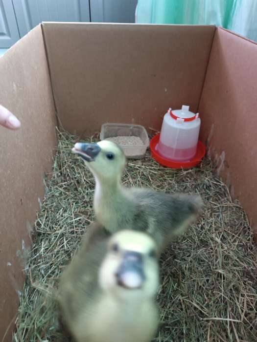 Фотография покупателя товара Поилка для домашней птицы, 2 л, пластик, Greengo - Фото 2