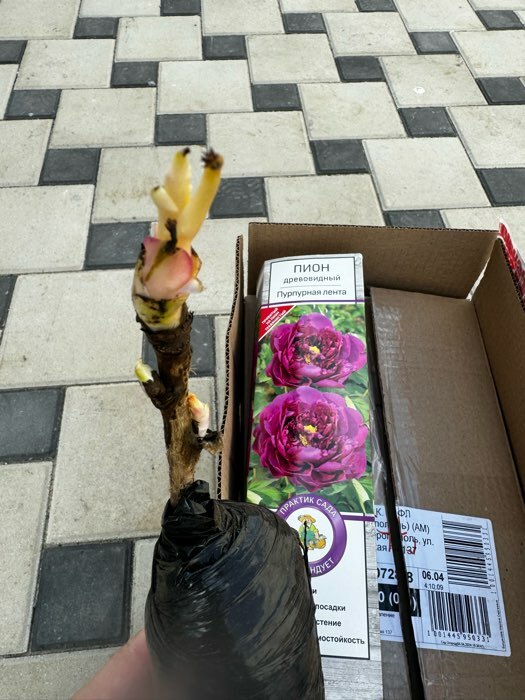 Фотография покупателя товара Пион древовидный (привитый на травянистый) "Пурпурная лента" 1 шт, туба, Весна 2025 - Фото 1