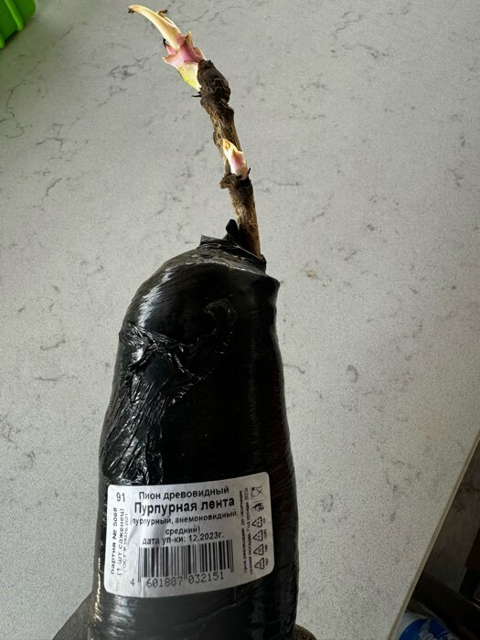 Фотография покупателя товара Пион древовидный (привитый на травянистый) "Пурпурная лента" 1 шт, туба, Весна 2025 - Фото 2