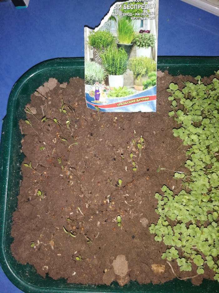 Фотография покупателя товара Набор семян зелени, для подоконника "Ароматный беспредел", 2 г - Фото 2