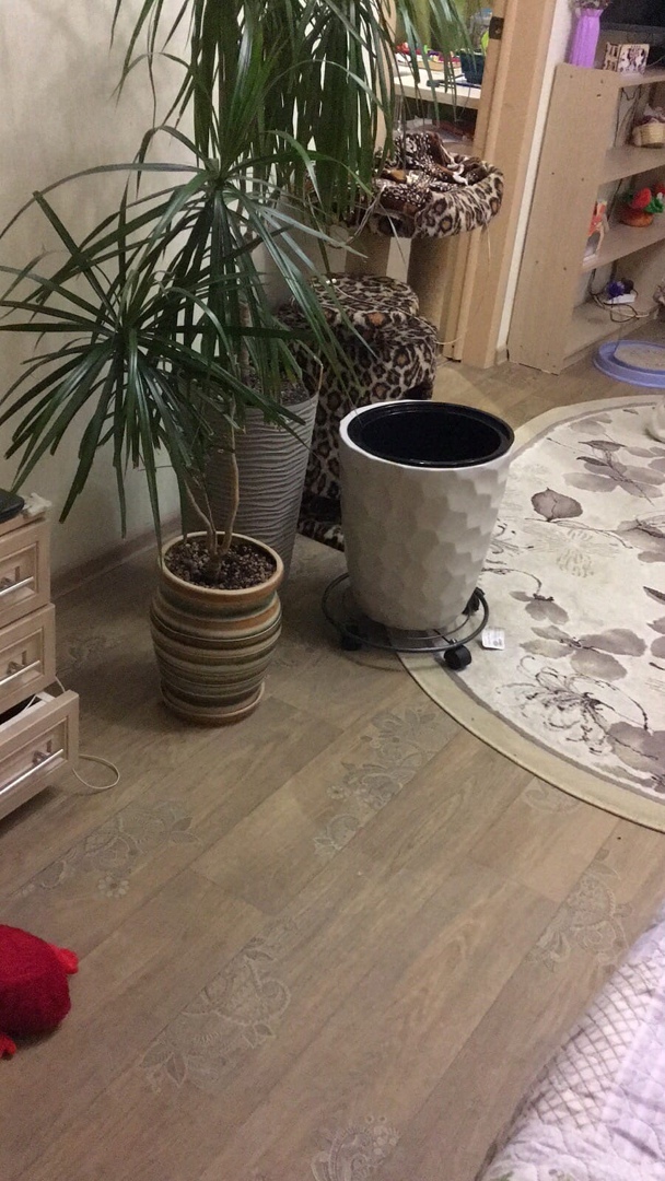 Фотография покупателя товара Подставка для цветов на колёсиках Доляна, 35×35×5,5 см, цвет серый - Фото 1