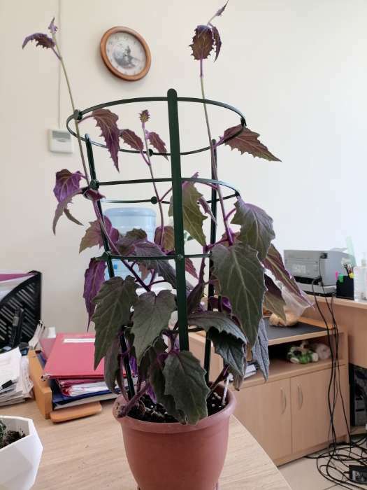 Фотография покупателя товара Поддержка для растений, h = 42 см, цвет МИКС - Фото 1
